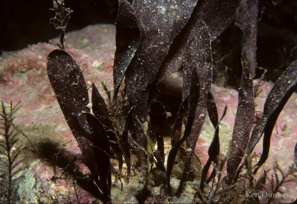 Red algae (Dilsea socialis), growing on top of crustose coralline algae